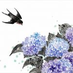 紫陽花/Hydrangea